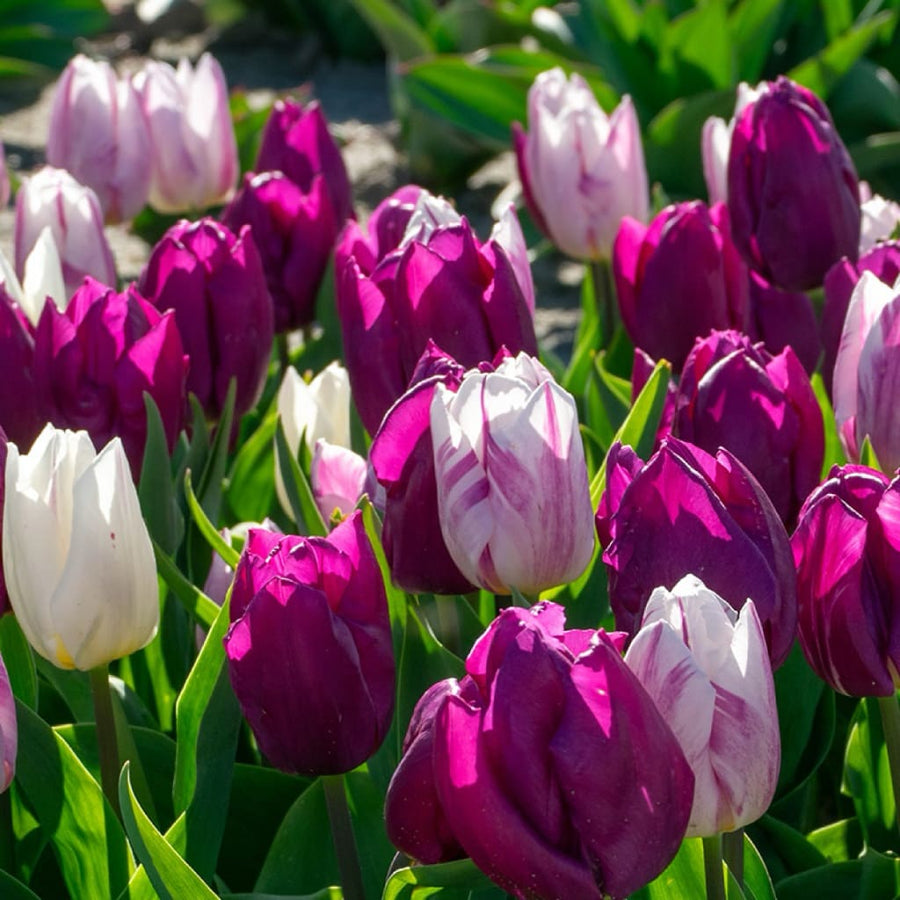 Blumenzwiebel-Mix 'Royal Purple'
