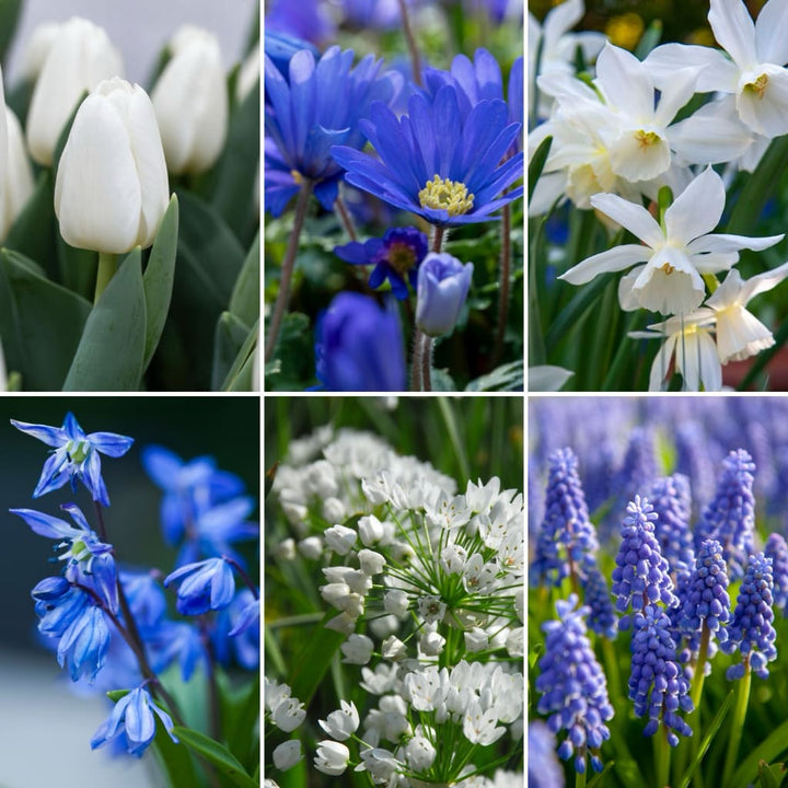 Blumenzwiebel-Mix 'Sky Blue Garden'