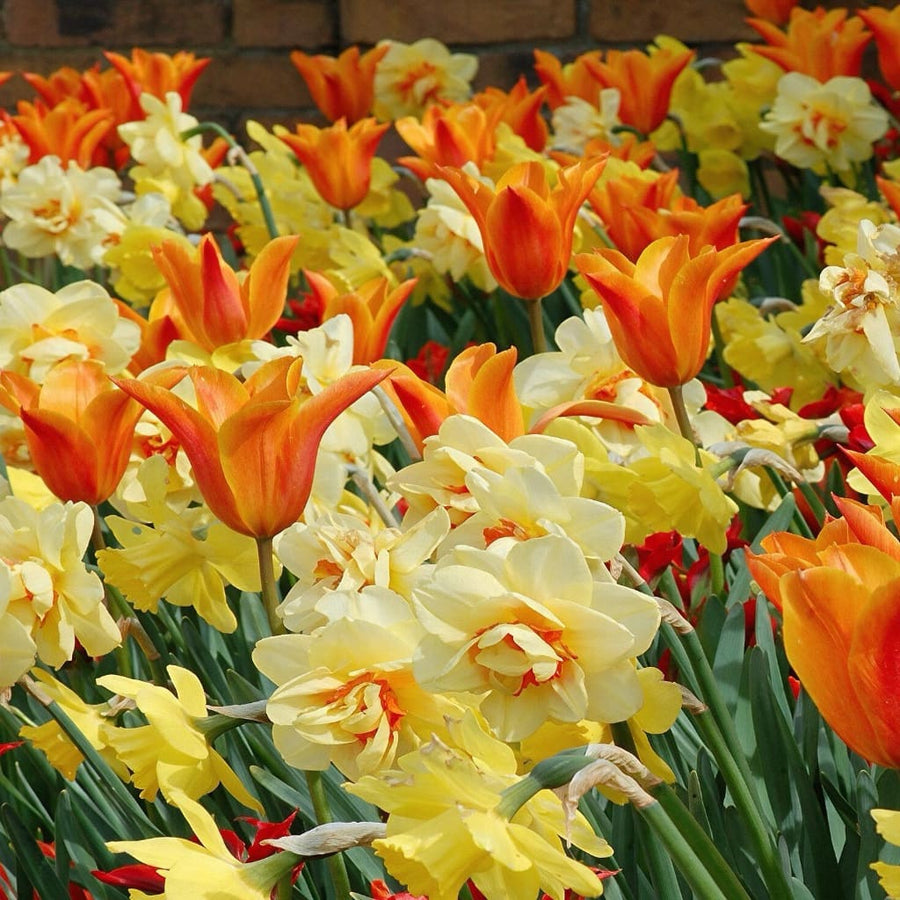 Blumenzwiebel-Mix 'Sparkling Fireworks'