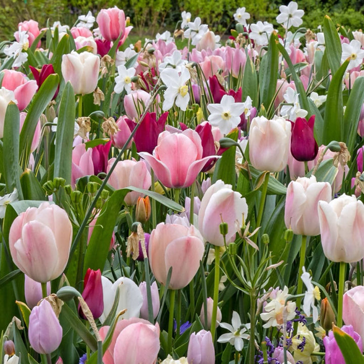 Blumenzwiebel-Mix 'Vintage Silk'