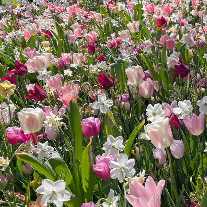 Blumenzwiebel-Mix 'Vintage Silk'