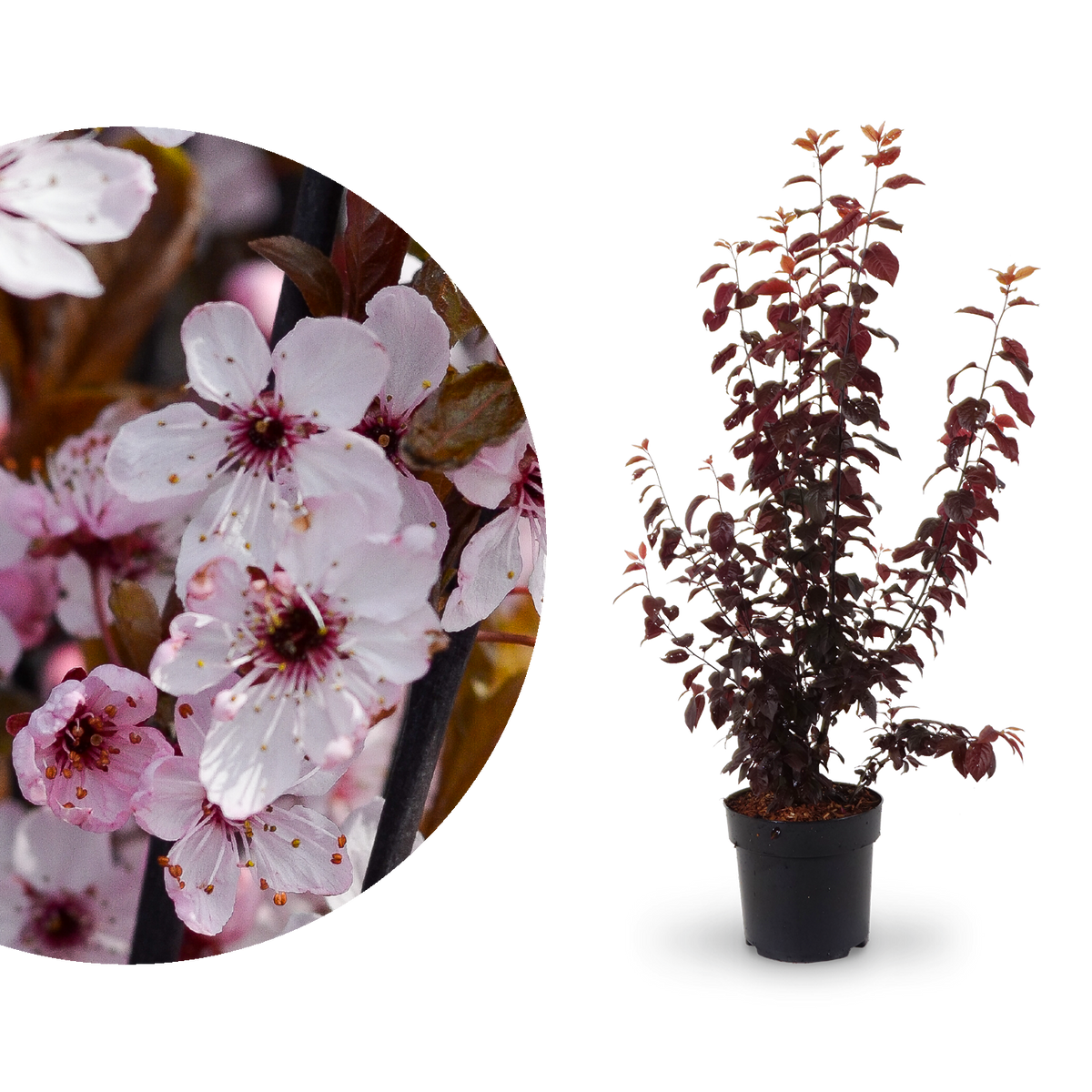 Blüte der Blutpflaume 'Nigra'
