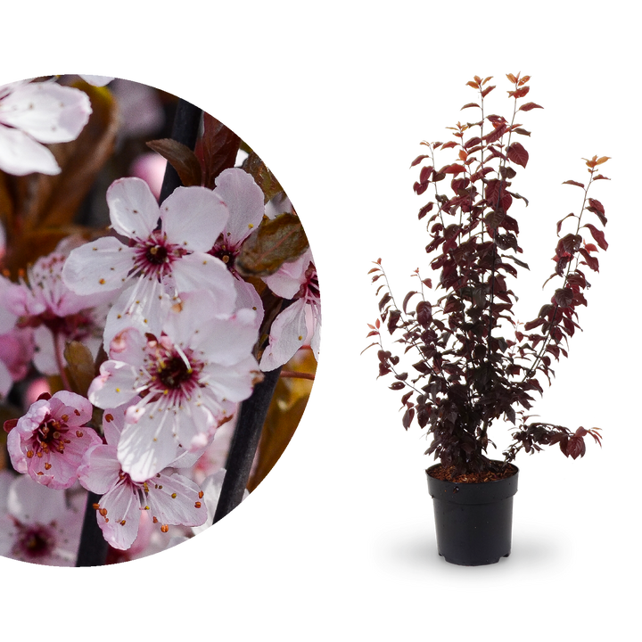 Blüte der Blutpflaume 'Nigra'