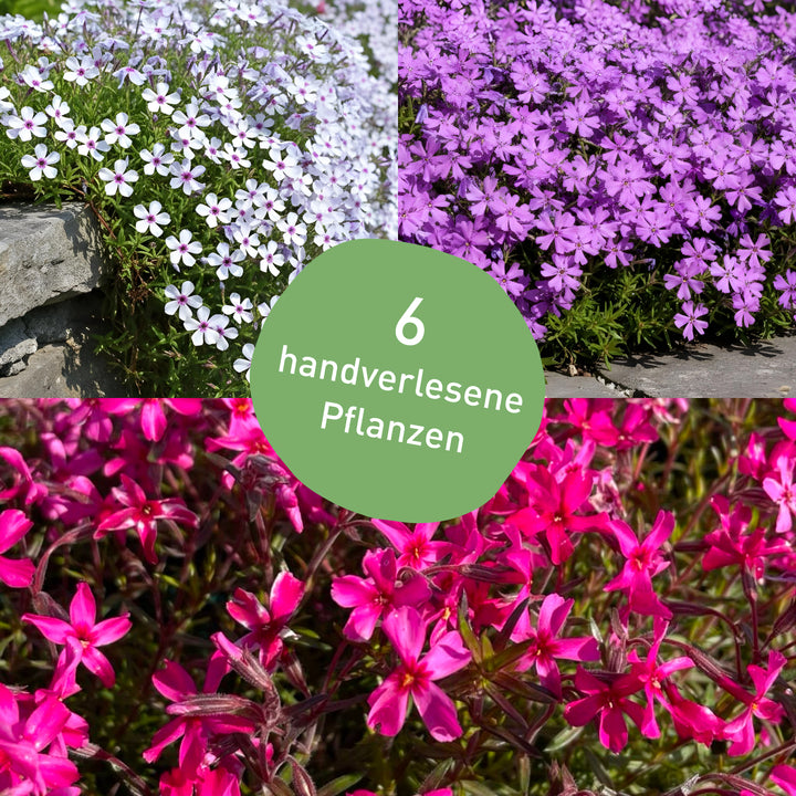 Bodendecker-Set Phlox mit 9 Stauden