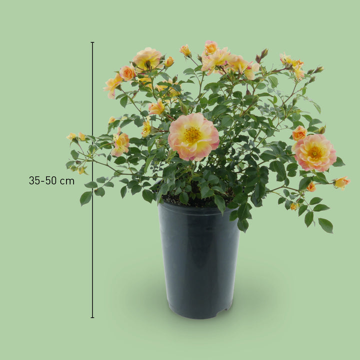 Größe der Bodendeckerrose 'Bienenweide Fruity'®