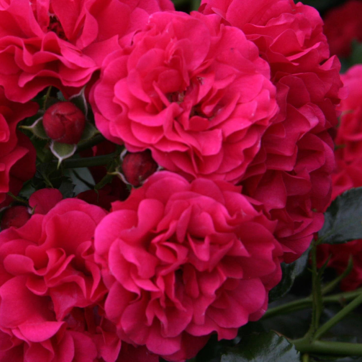 Blüte der Bodendeckerrose 'Gärtnerfreude'®