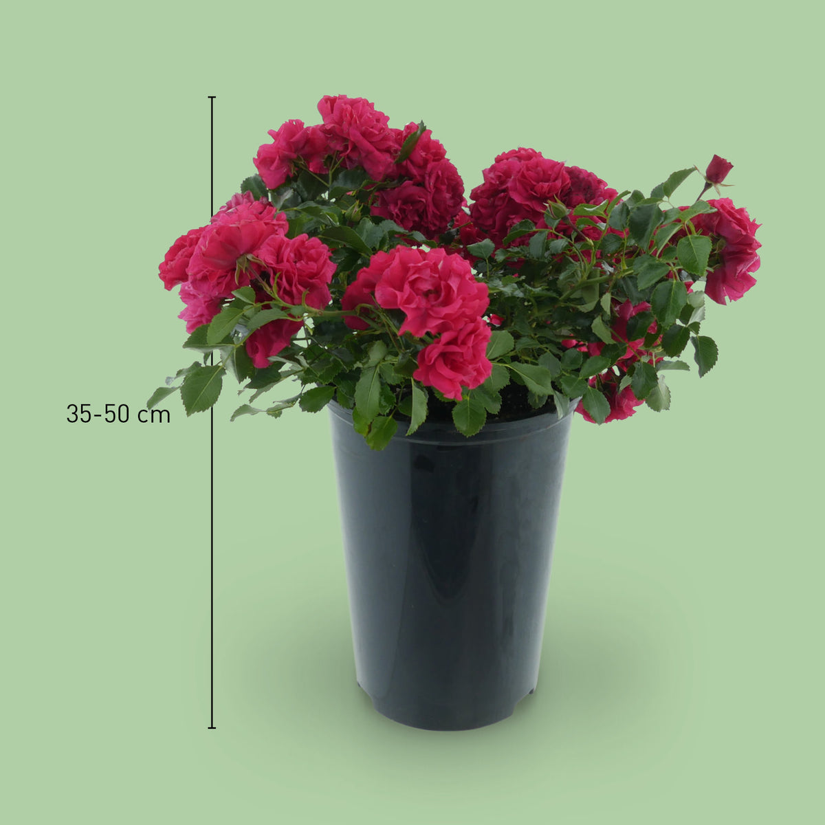 Größe der Bodendeckerrose 'Gärtnerfreude'®