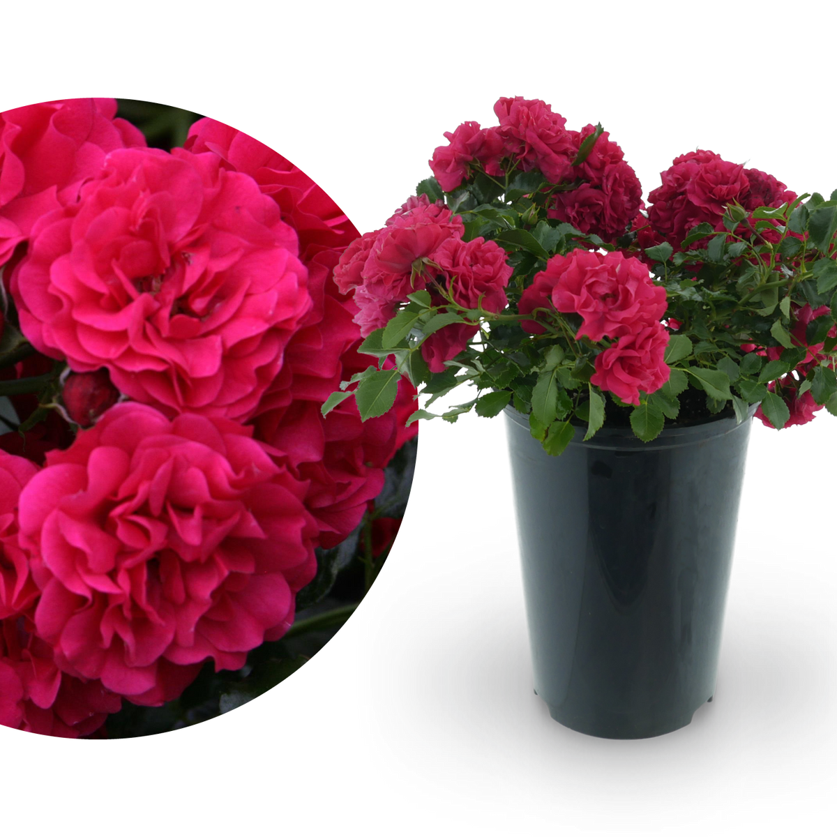 Bodendeckerrose 'Gärtnerfreude'® Himbeerrot