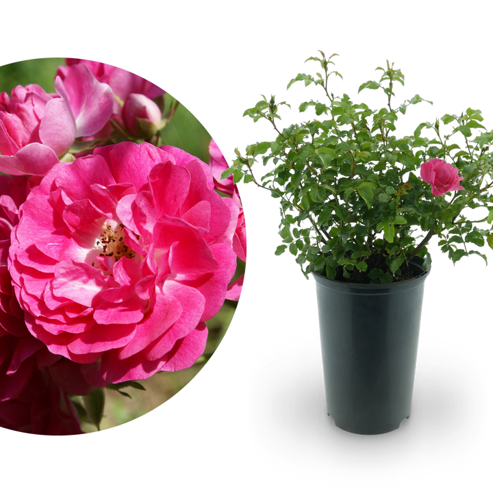 Bodendeckerrose 'Heidetraum'® Karminrosarot
