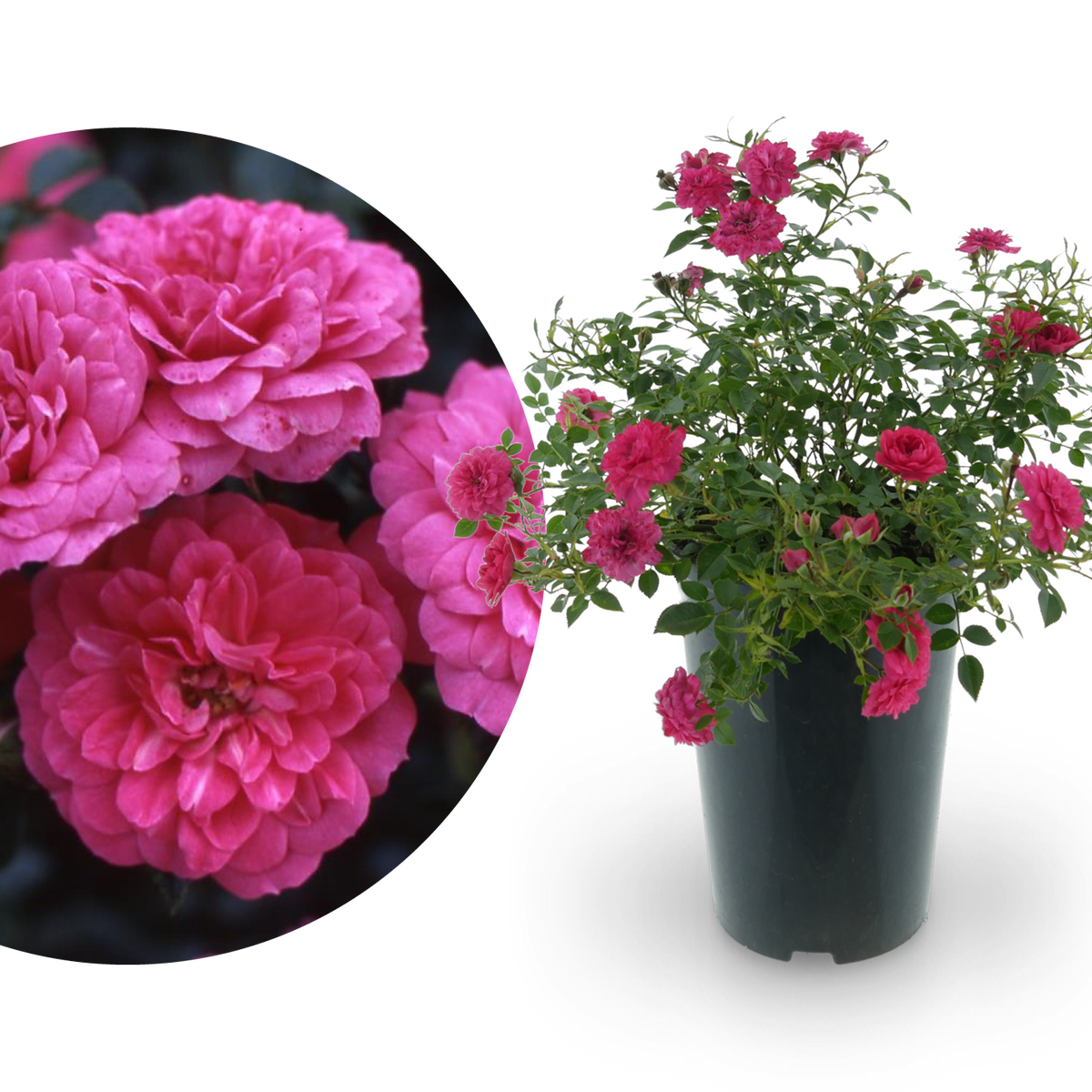 Bodendeckerrose 'Knirps'® Karminrosarot
