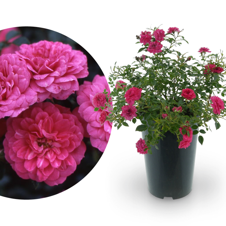 Bodendeckerrose 'Knirps'® Karminrosarot