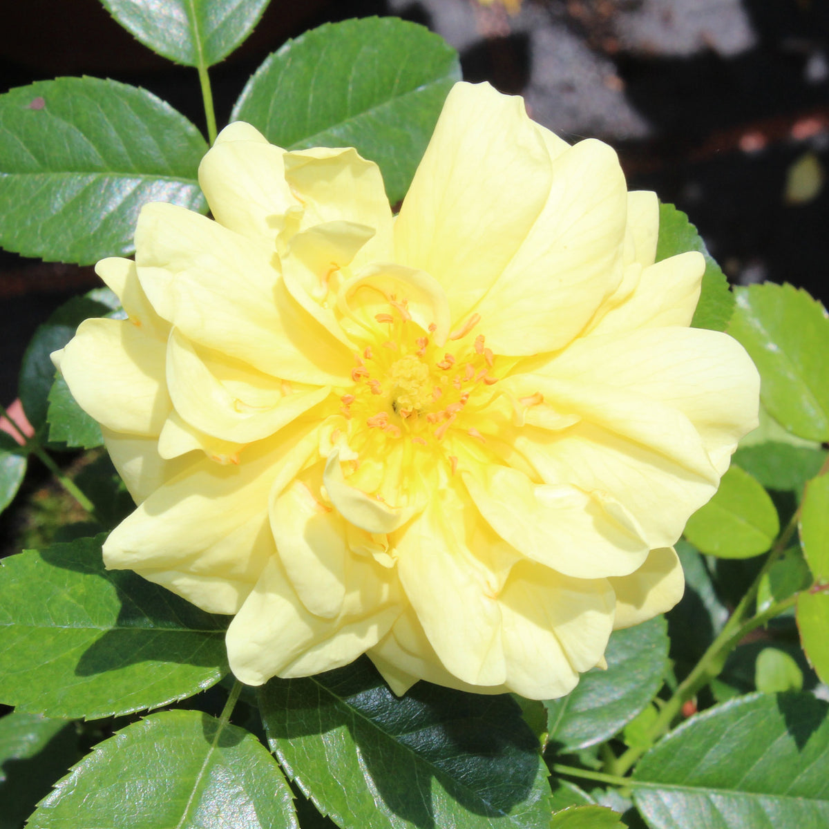 Blühende Bodendeckerrose 'Loredo'®