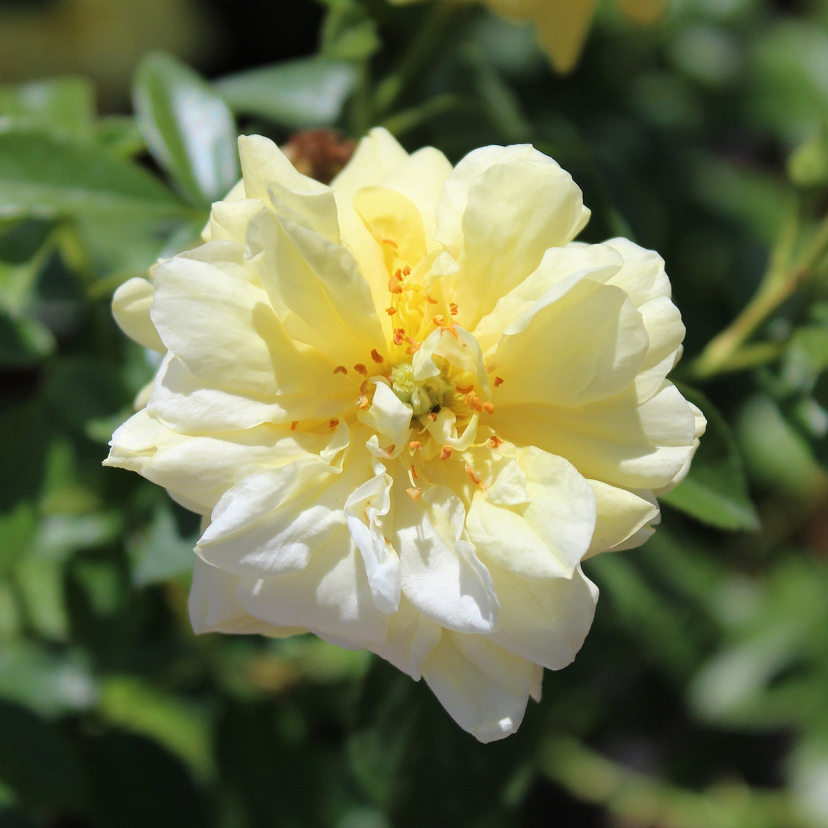 Gelbe Blüte der Bodendeckerrose 'Loredo'®