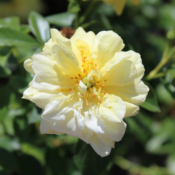 Gelbe Blüte der Bodendeckerrose 'Loredo'® 
