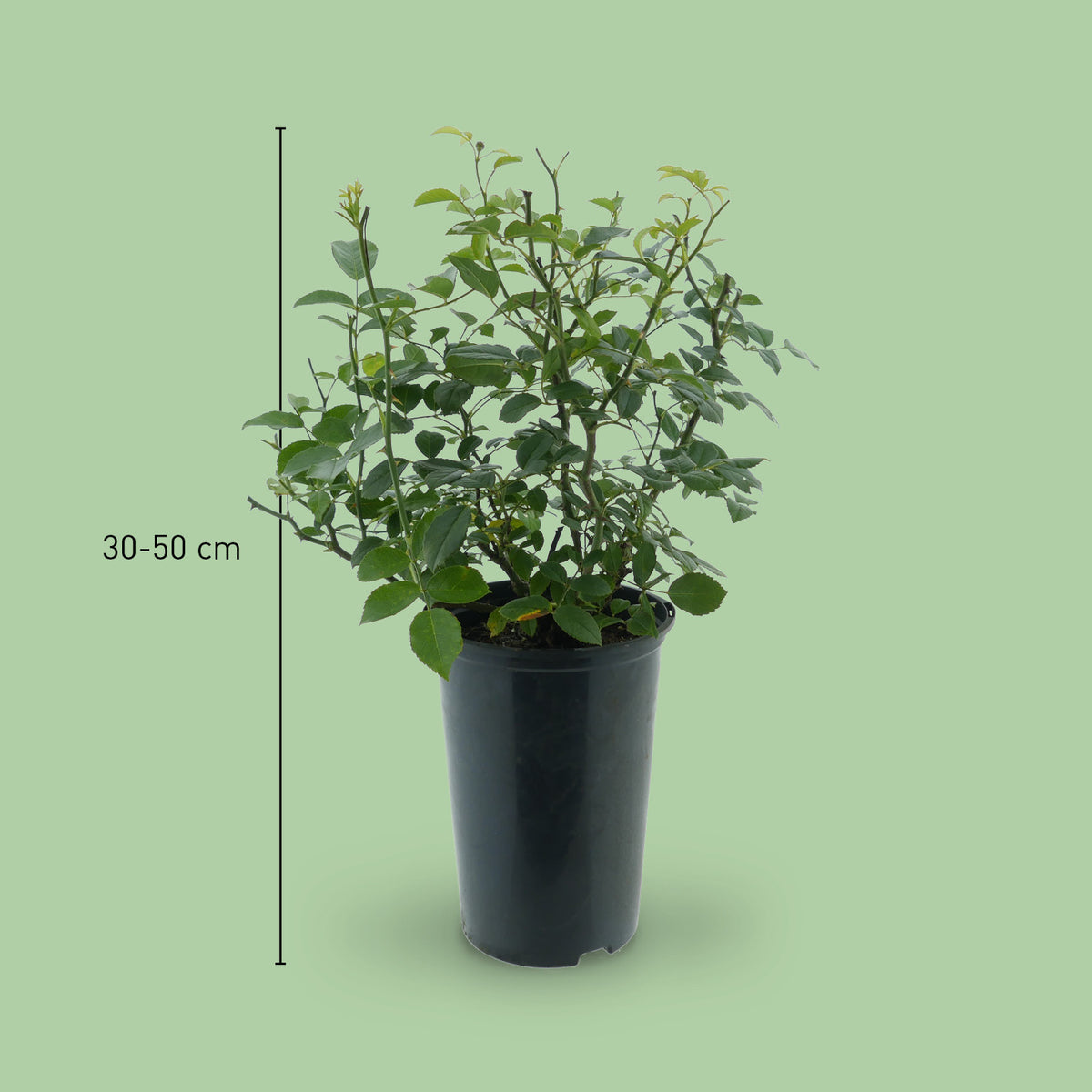 Größe der Bodendeckerrose 'Loredo'®
