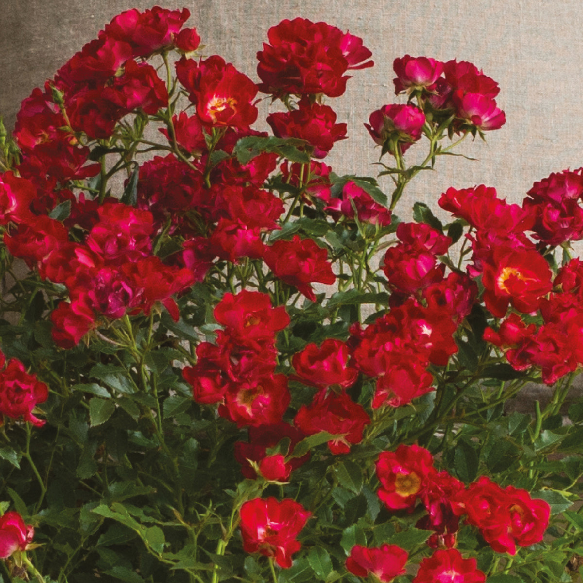 Blüten der Bodendeckerrose 'Red Drift'
