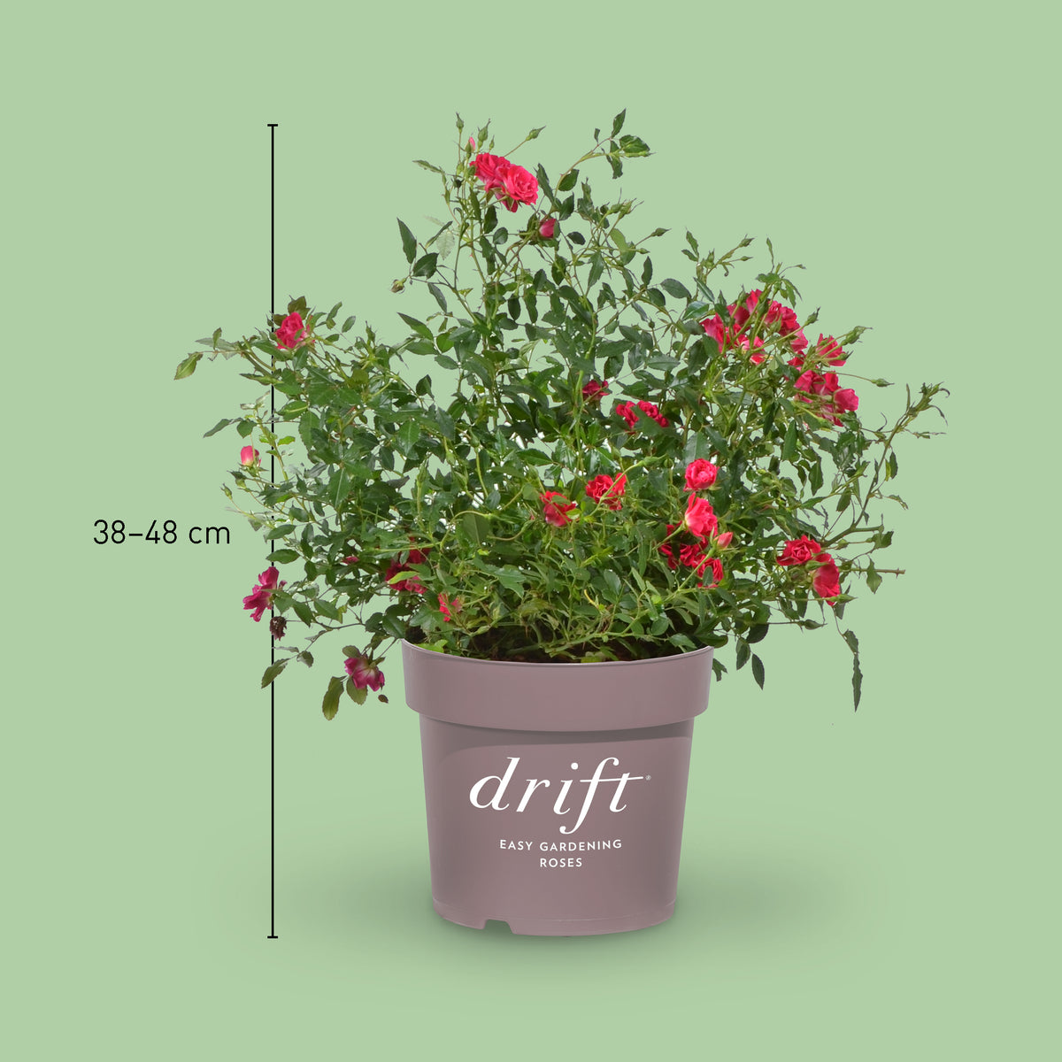Größe der Bodendeckerrose 'Red Drift'
