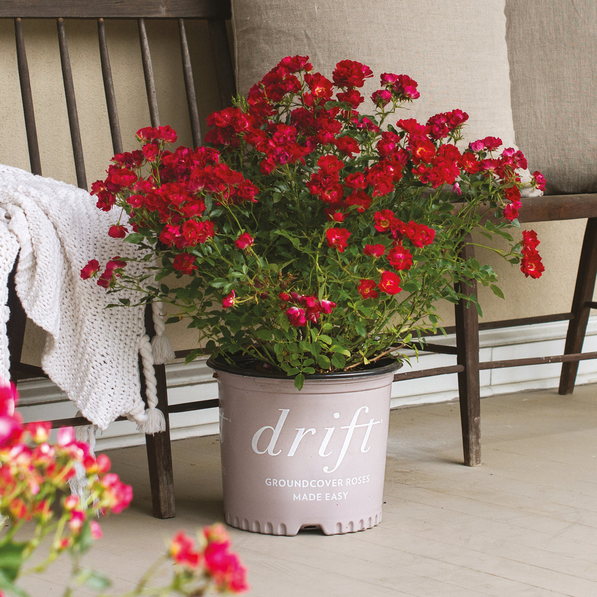 Bodendeckerrose 'Red Drift' im Topf
