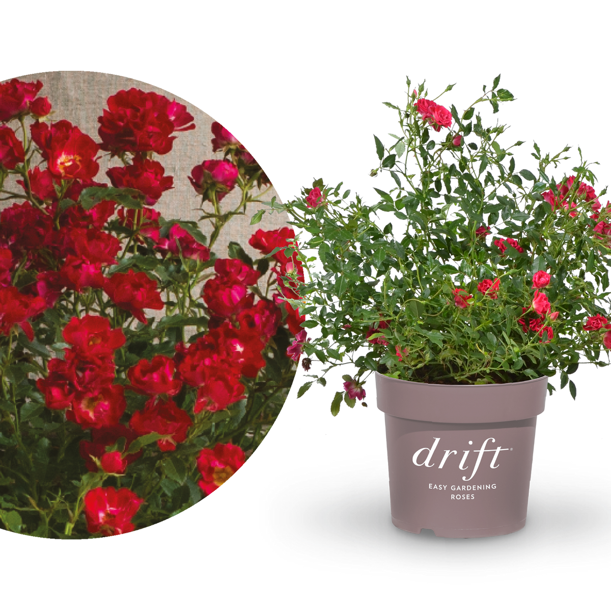 Bodendeckerrose 'Red Drift' Rot