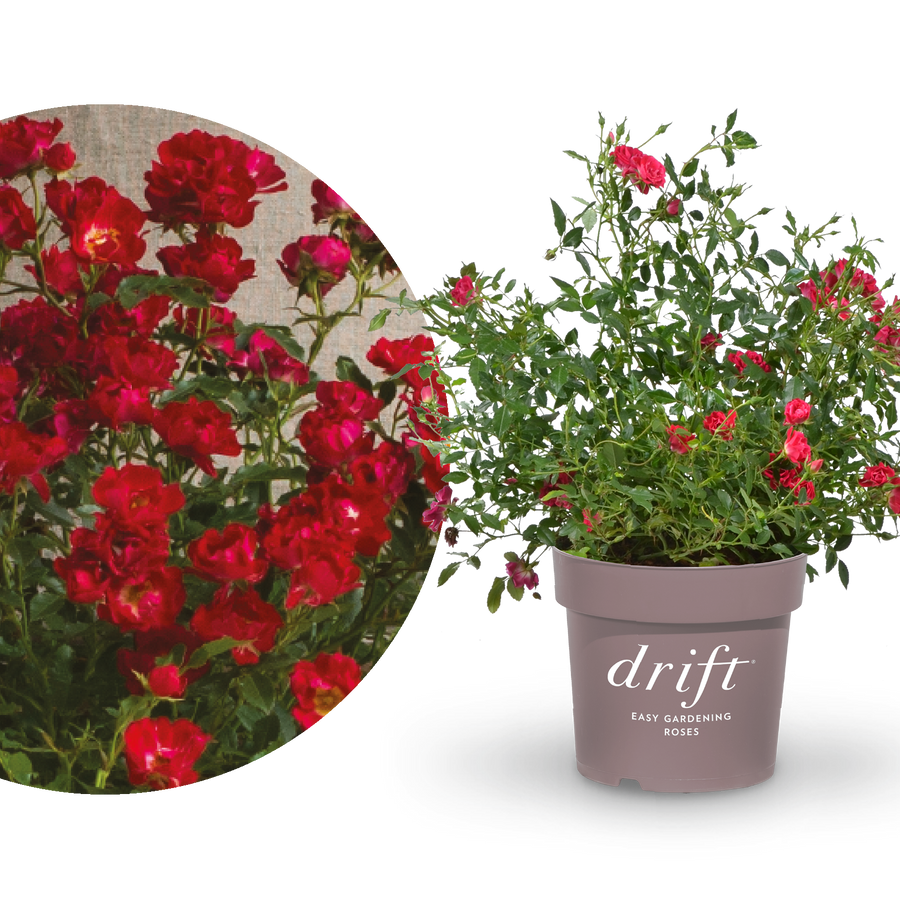 Bodendeckerrose 'Red Drift' Rot