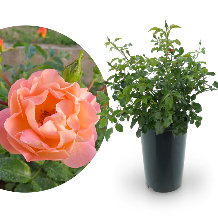 Bodendeckerrose 'Sedana'® Apricot