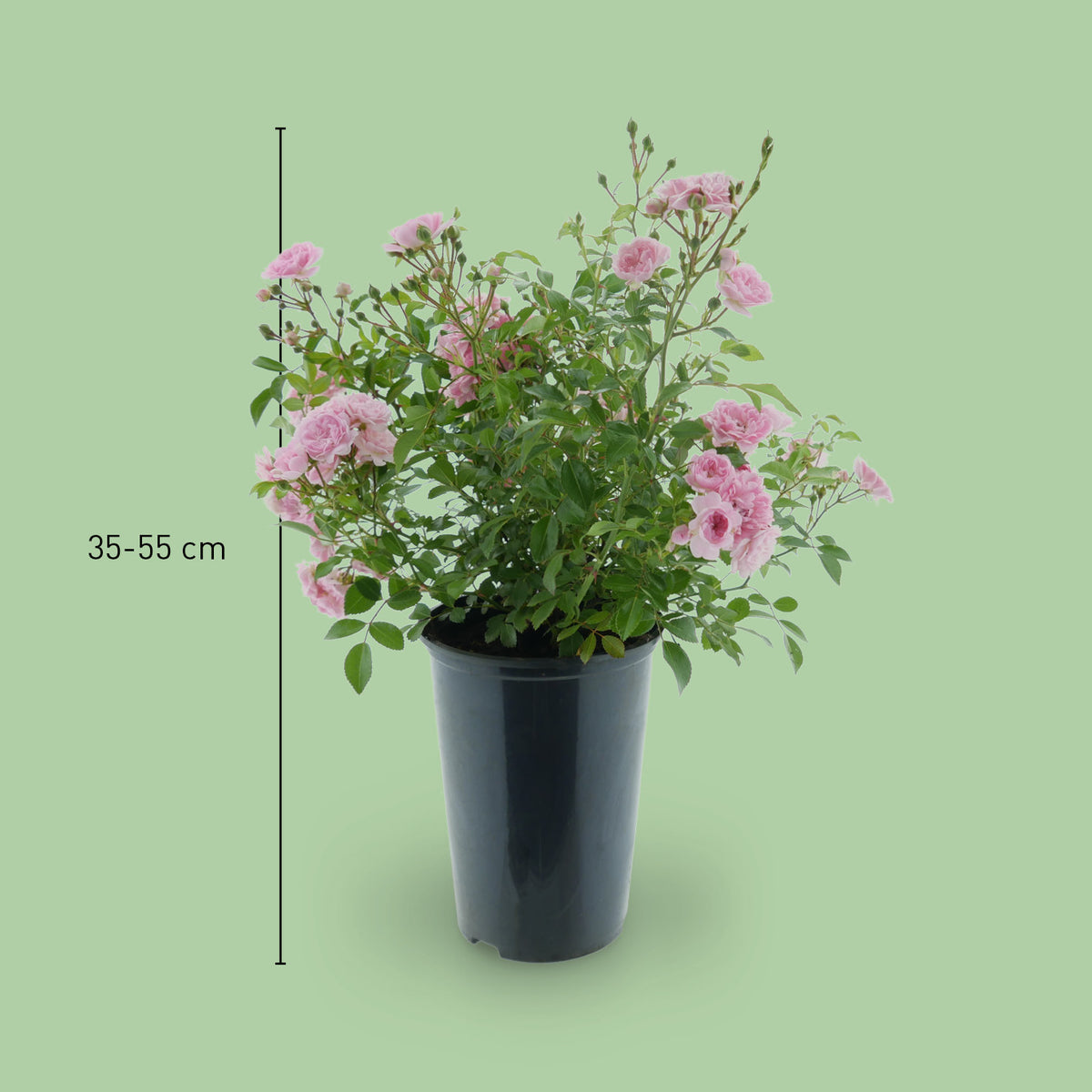 Größe der Bodendeckerrose 'The Fairy'