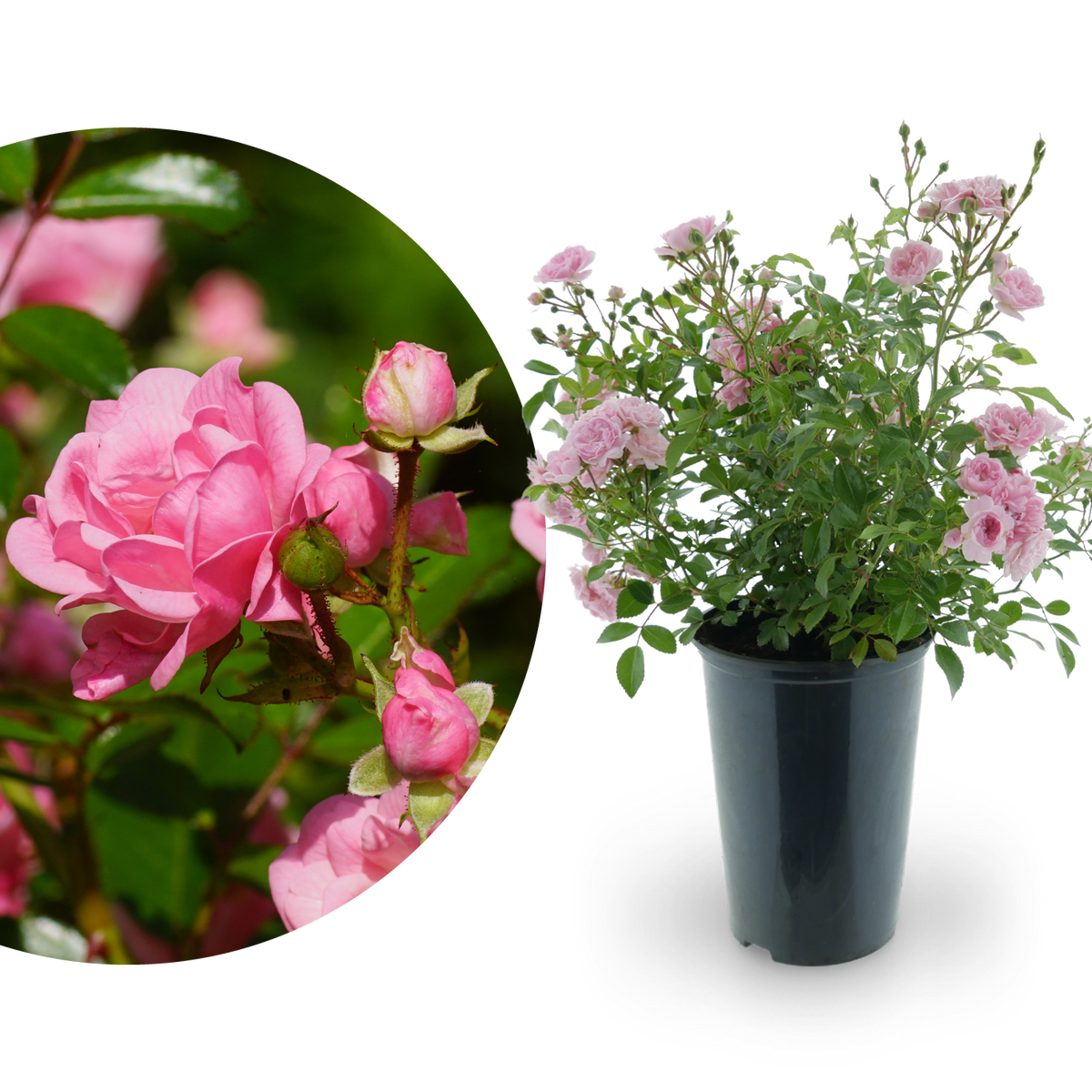 Bodendeckerrose 'The Fairy' Lachsrosa