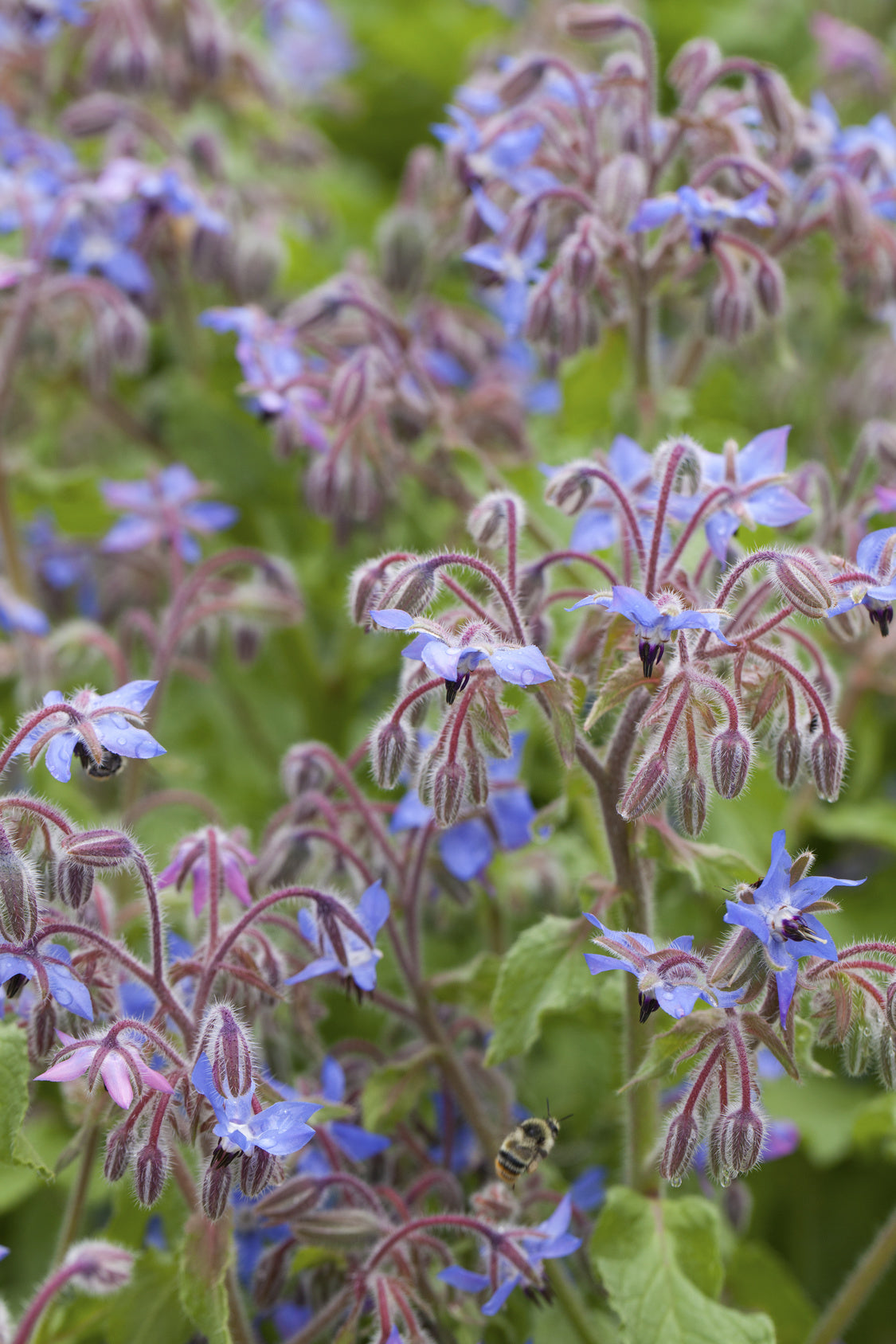 Borago officinalis