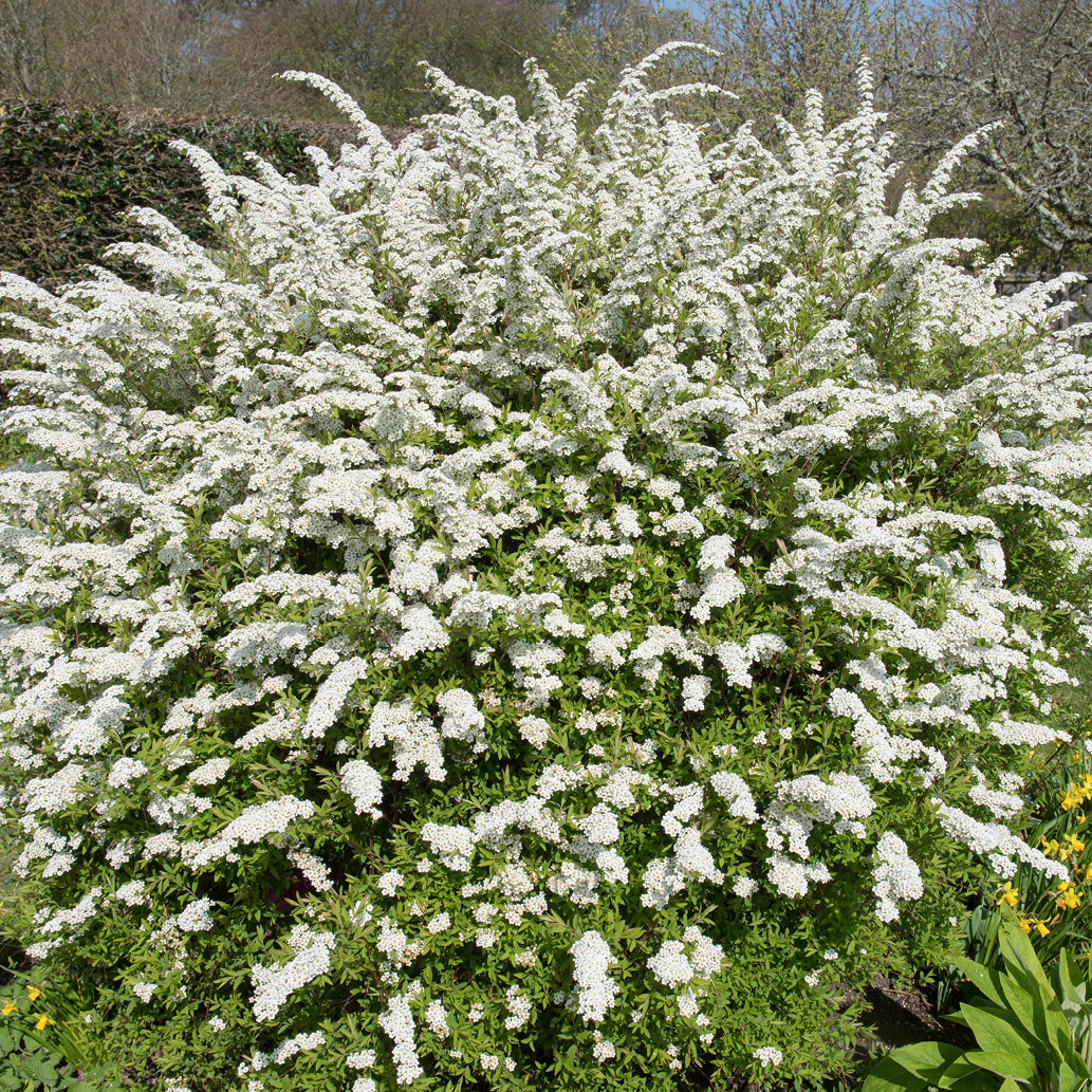 Weiße Brautspiere im Garten