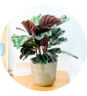 Calathea roseopicta 'Medaillon'