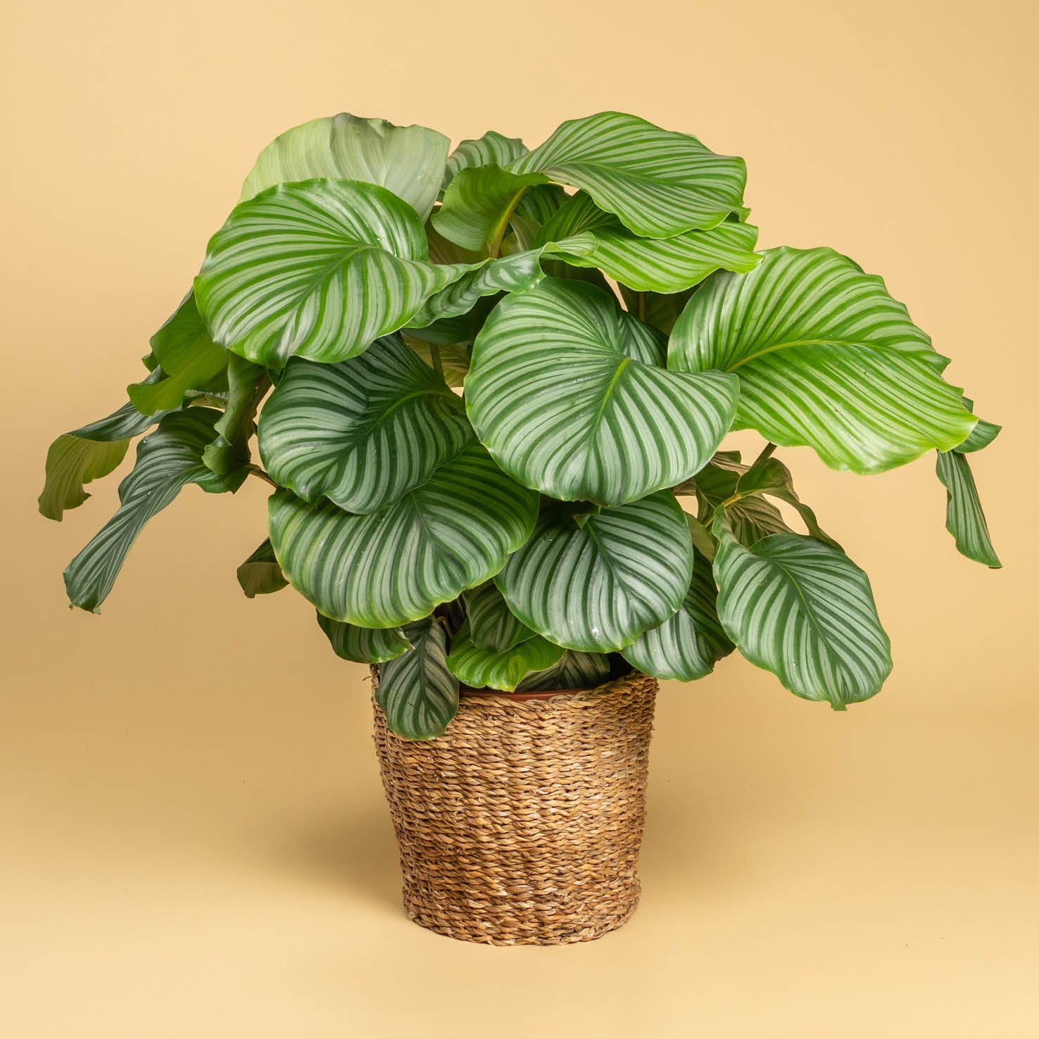 Calathea orbifolia als Zimmerpflanze