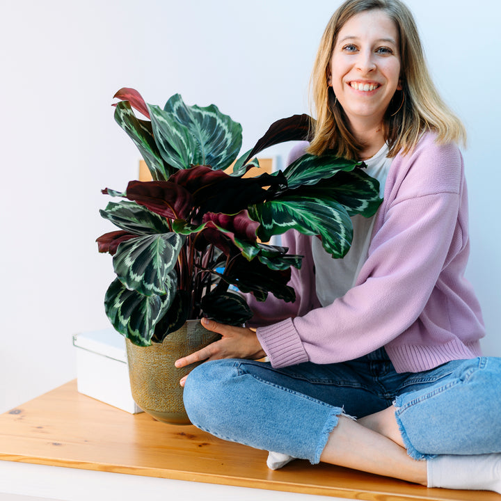 Frau mit Calathea roseopicta 'Medaillon' als Zimmerpflanze