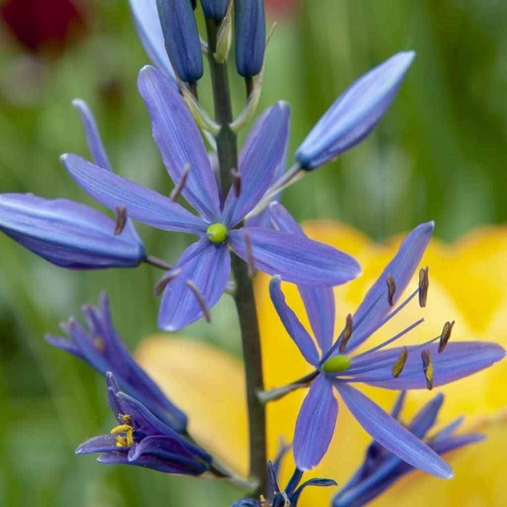 Camassia leichtlinii