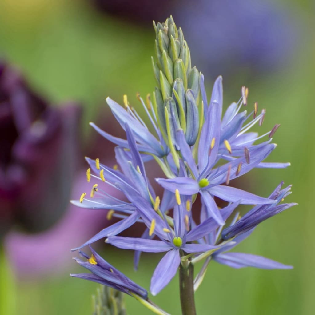 Bio-Prärielilie 'Caerulea' Blau