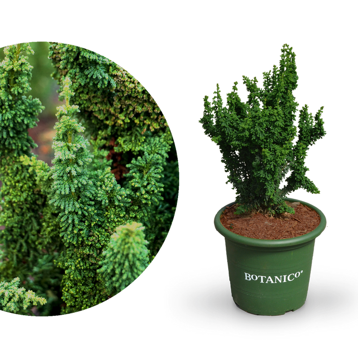 Große Chamaecyparis obtusa 'Chirimen'