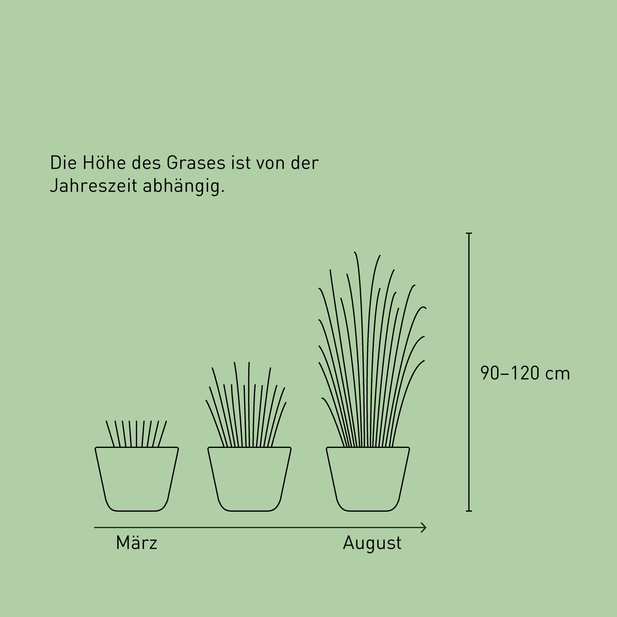 Größe des Chinaschilfs 'Ferner Osten'