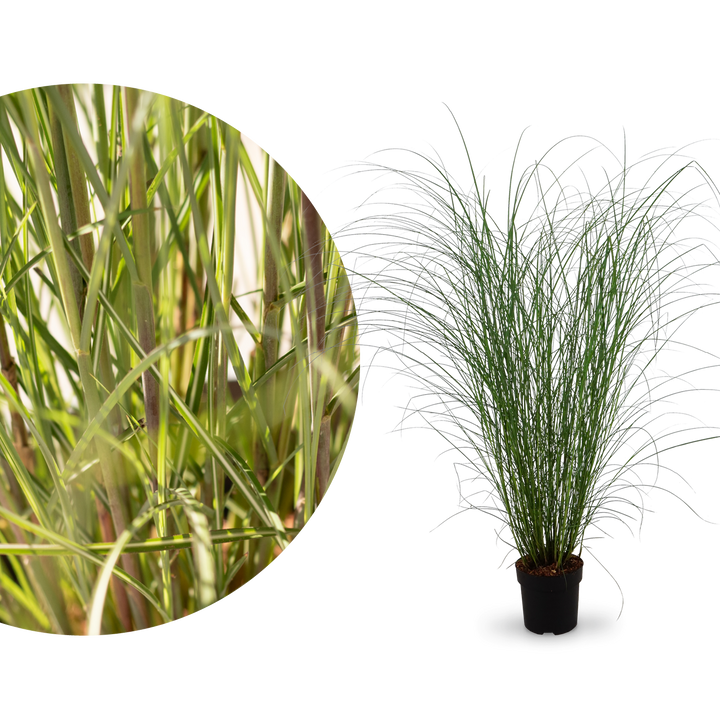 Chinaschilf 'Gracillimus'