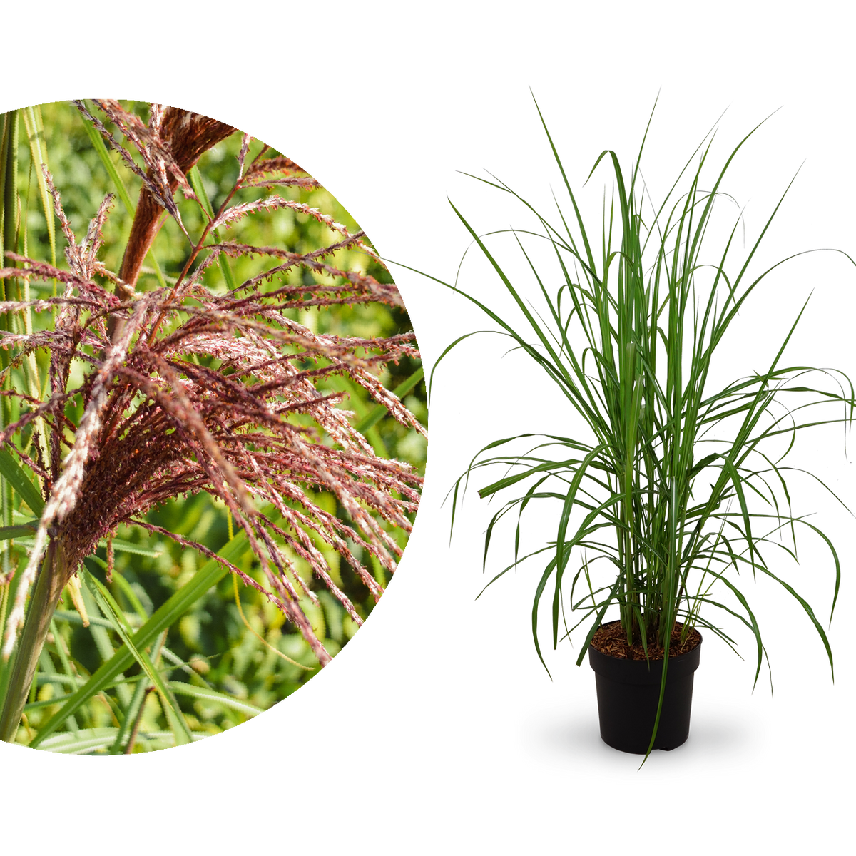 Chinaschilf 'Malepartus'