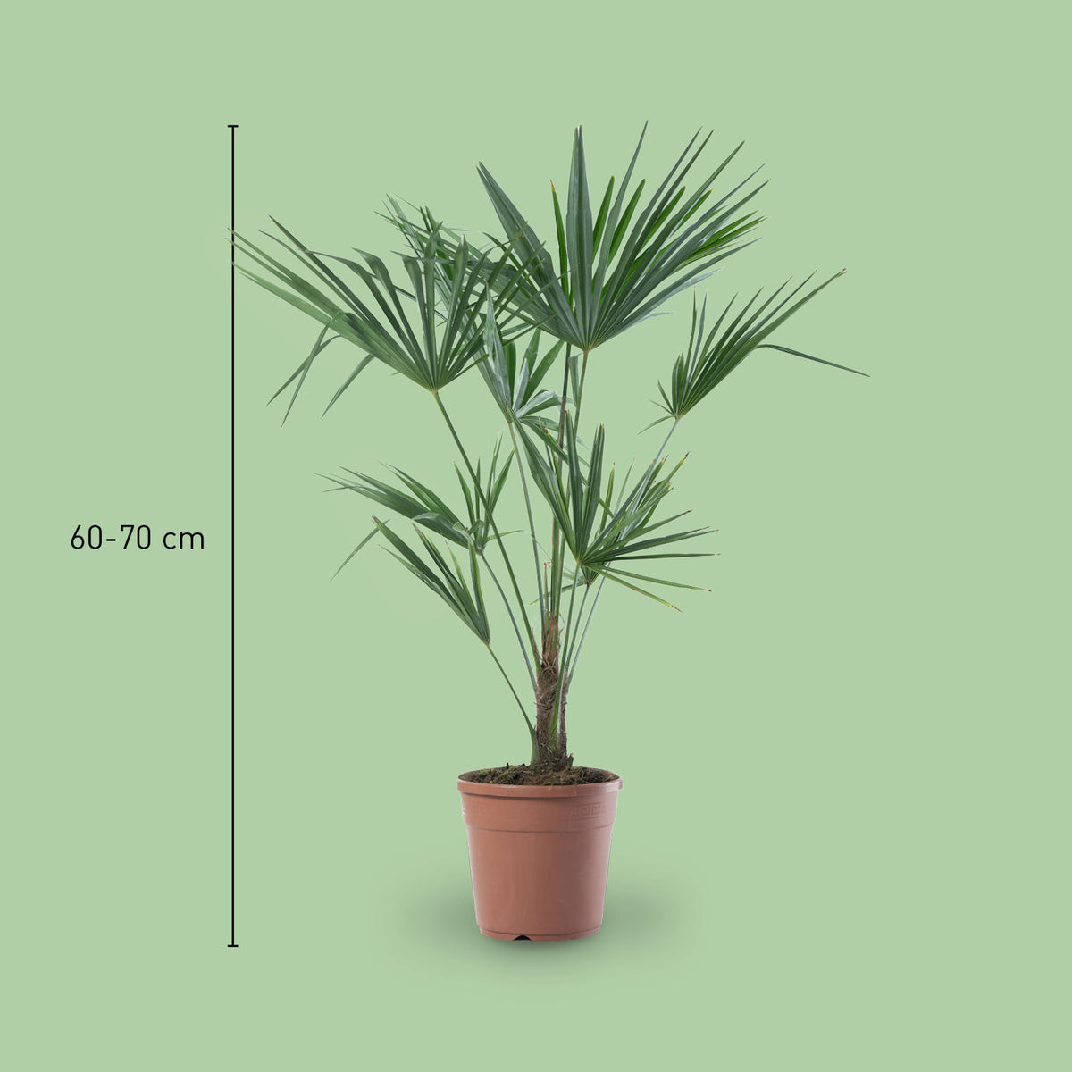 Größe der Chinesischen Hanfpalme