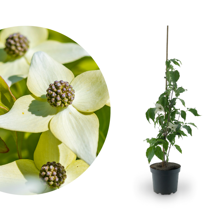 Chinesischer Blumen-Hartriegel 'Milky Way' Cremeweiß