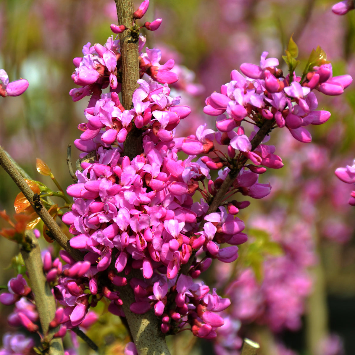 Blüte des Chinesischen Judasbaums 'Avondale'
