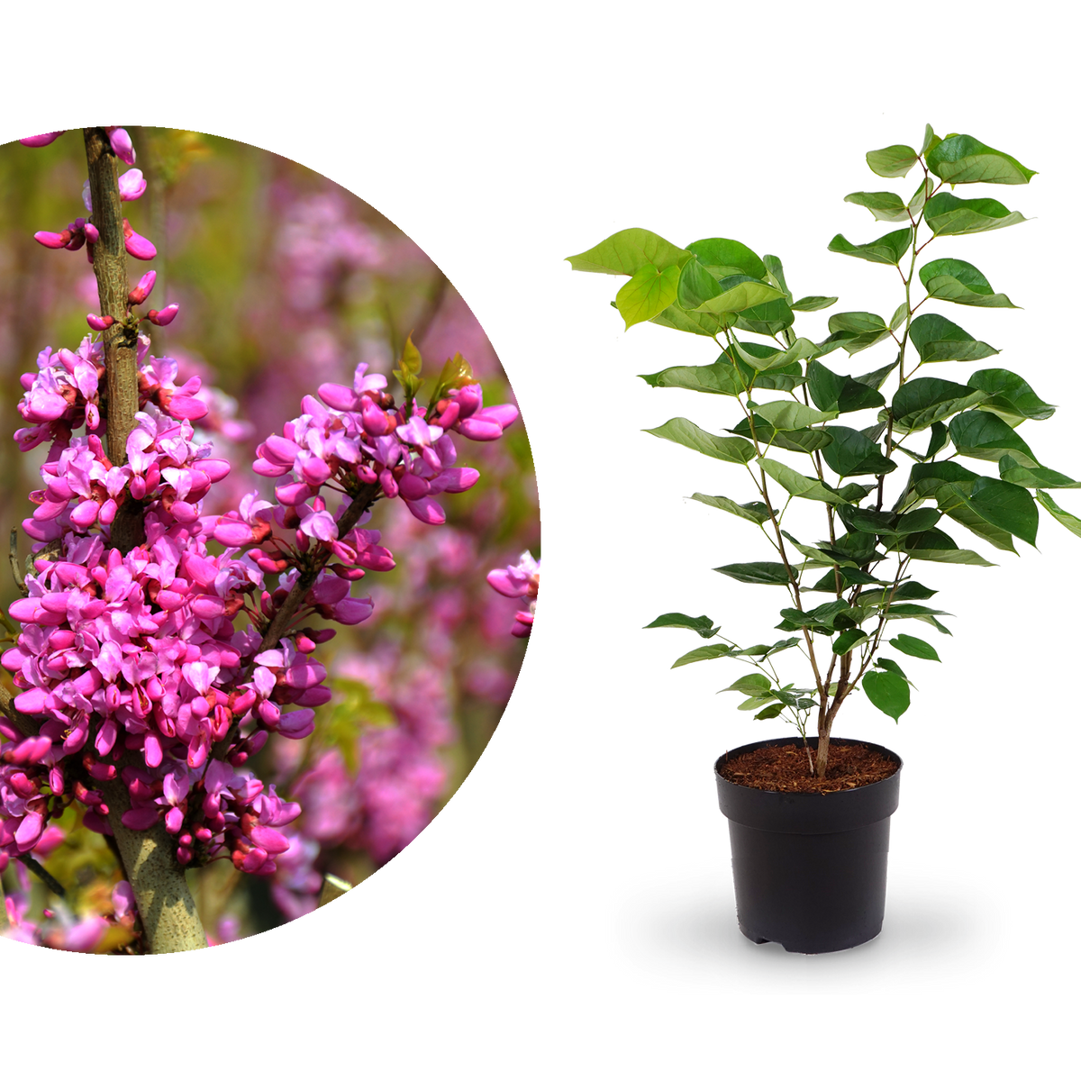 Chinesischer Judasbaum 'Avondale'