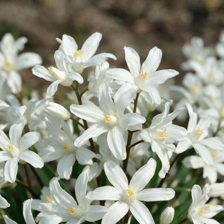 Chionodoxa luciliae