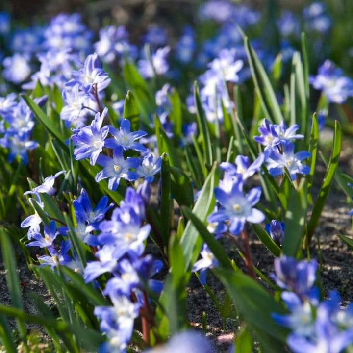 Chionodoxa luciliae