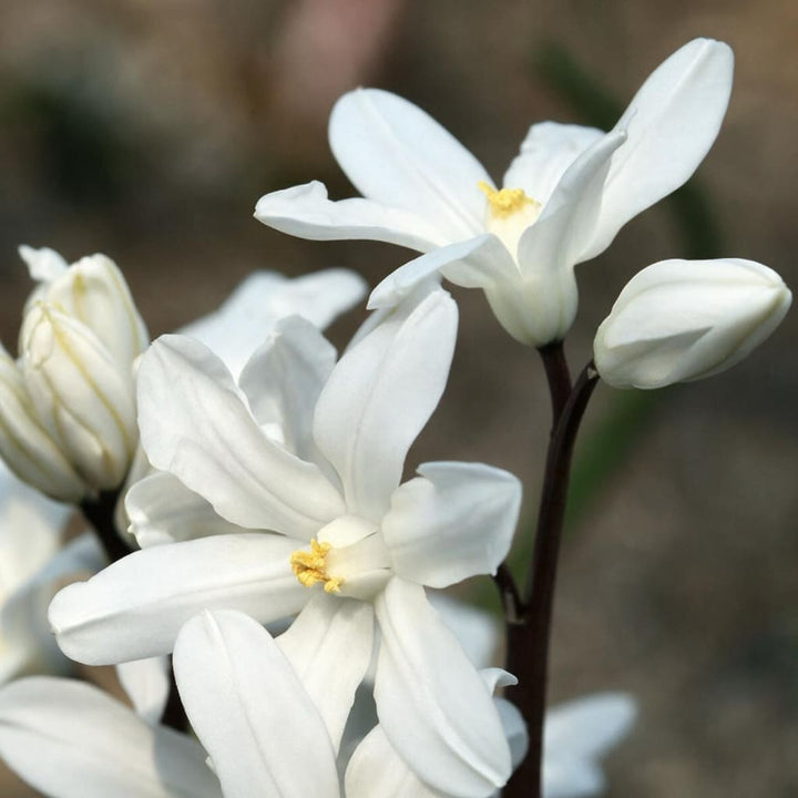 Schneestolz 'Alba' Weiß