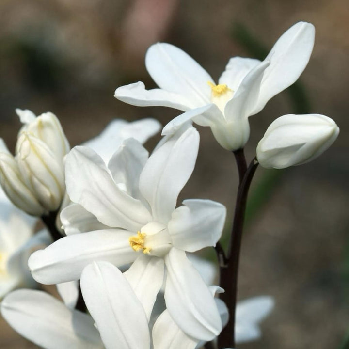 Schneestolz 'Alba' Weiß