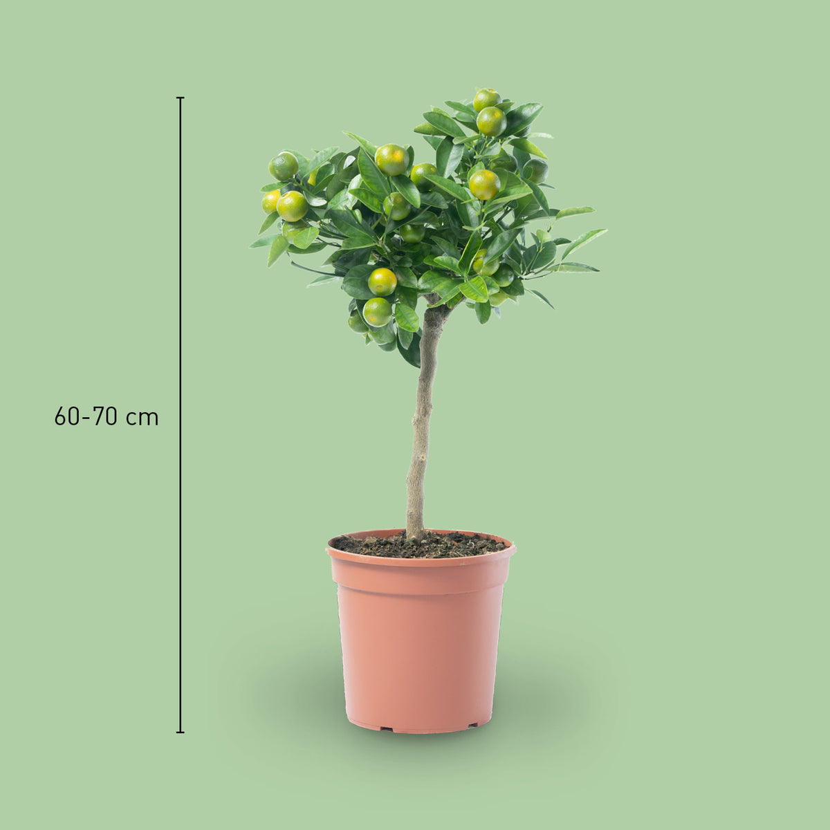 Größe der Citrus mitis calamondin als Stamm
