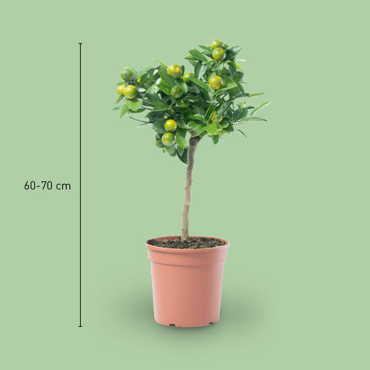 Größe der Citrus mitis calamondin als Stamm