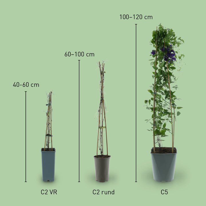 Größe der Clematis 'Polish Spirit'