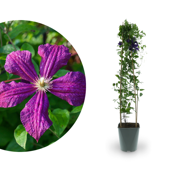 Clematis 'Polish Spirit' Dunkelviolett